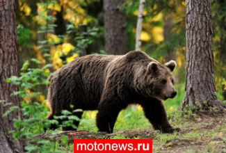 Мотоциклист прятался от медведя на дереве