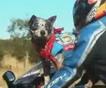 Собака – друг мотоциклиста
