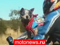 Собака – друг мотоциклиста