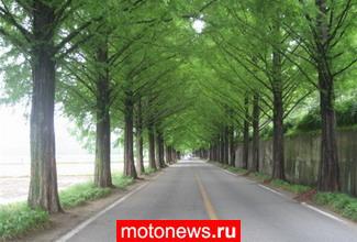 В борьбе с нарушителями скоростного режима помогут деревья