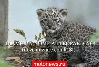 Детеныш леопарда назван в честь Симончелли